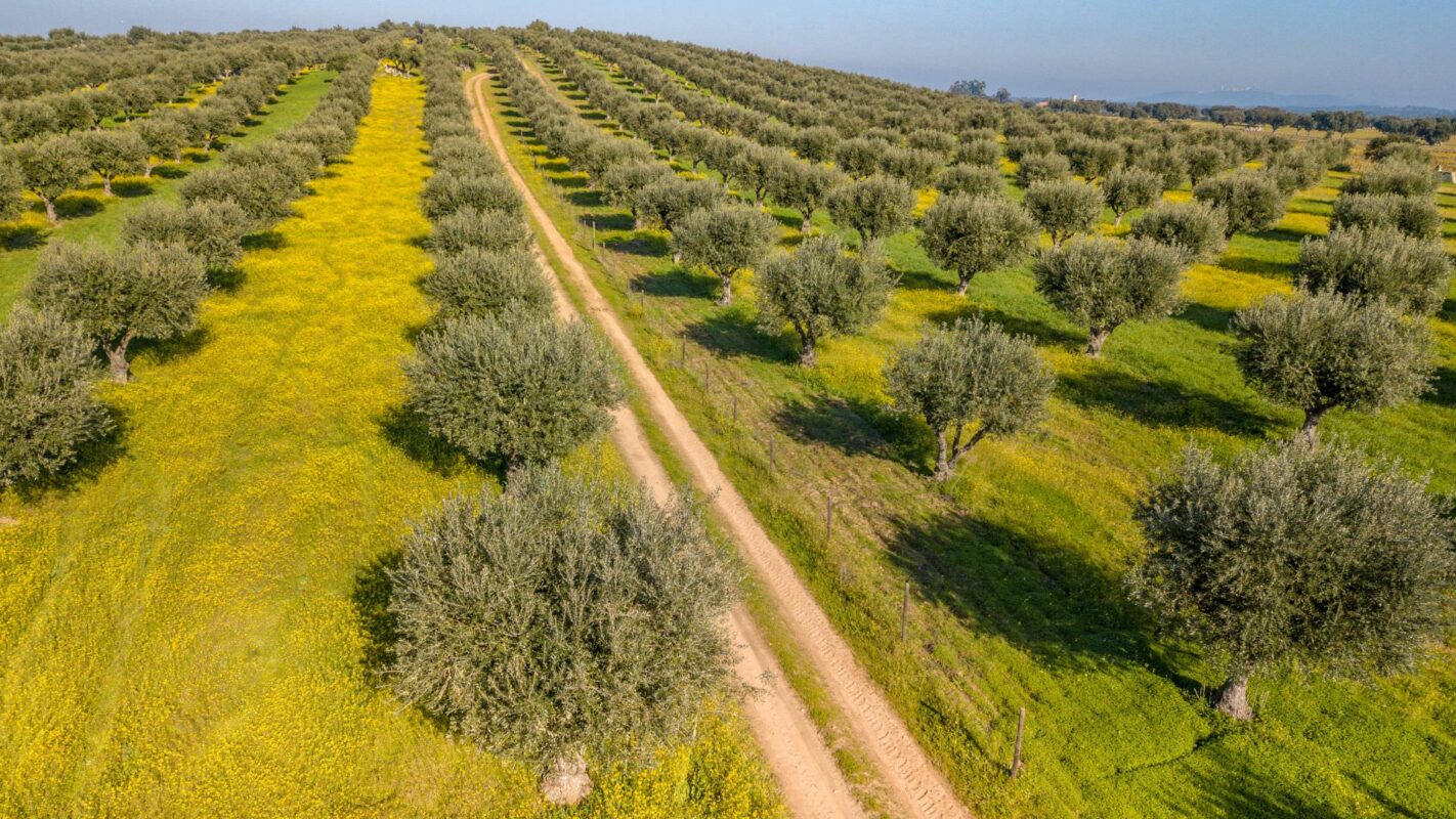 Alentejo-Olive-Oil-Tasting