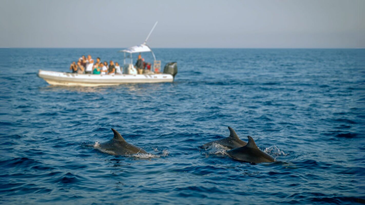Dolphin-Watch-Cruise-in-Arrabida
