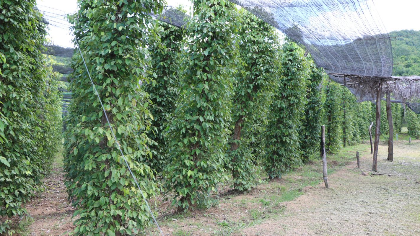 Full-Day-Kampot-Pepper-Farm-Experience