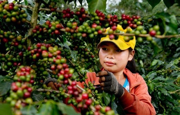 3502_Laos-To-Boost-Coffee-Value-With-GI-Certification