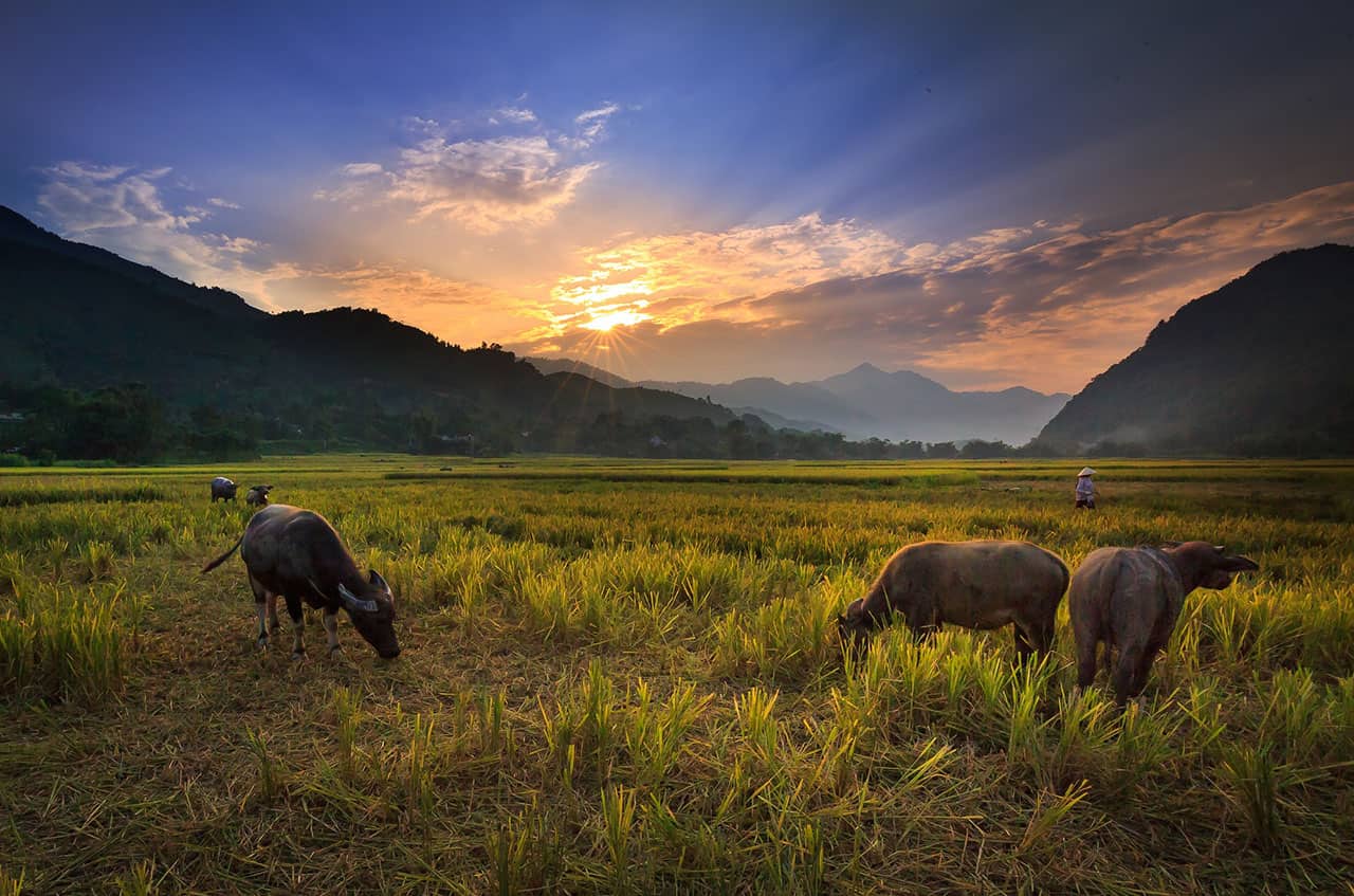 buffalo-on-the-rice-field-3344519_1280