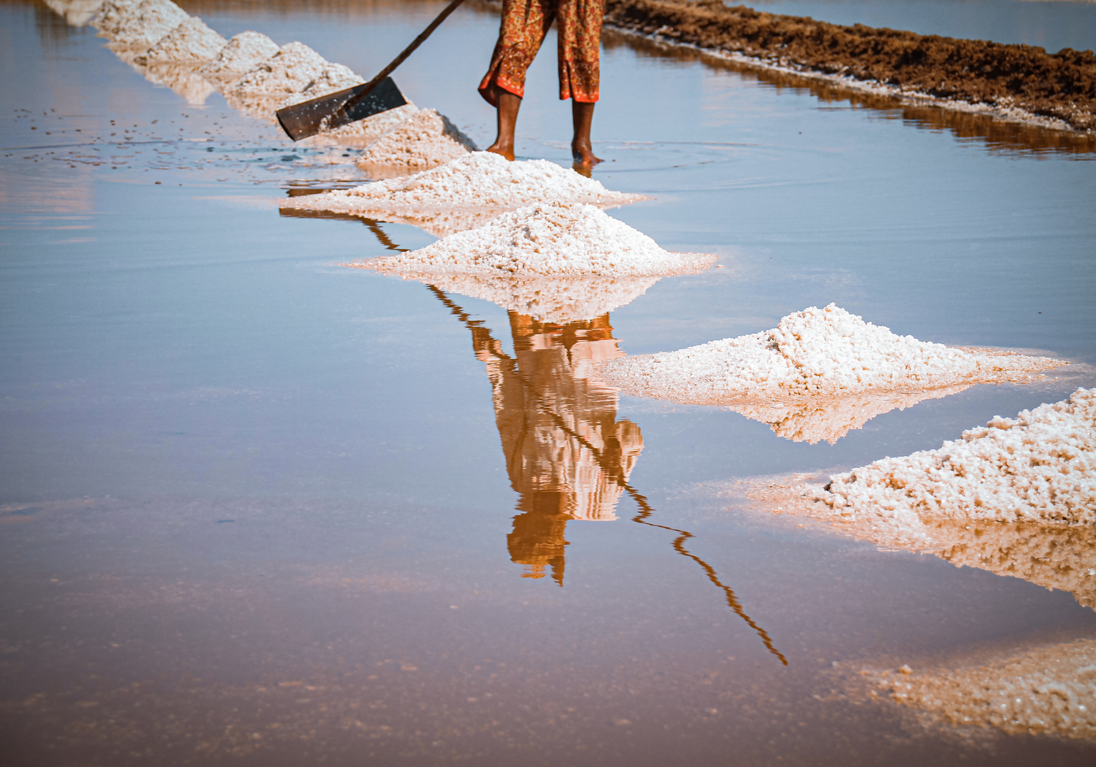 Kampot Saltfield Harvest Season