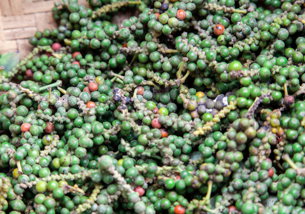 kampot pepper farm (10)