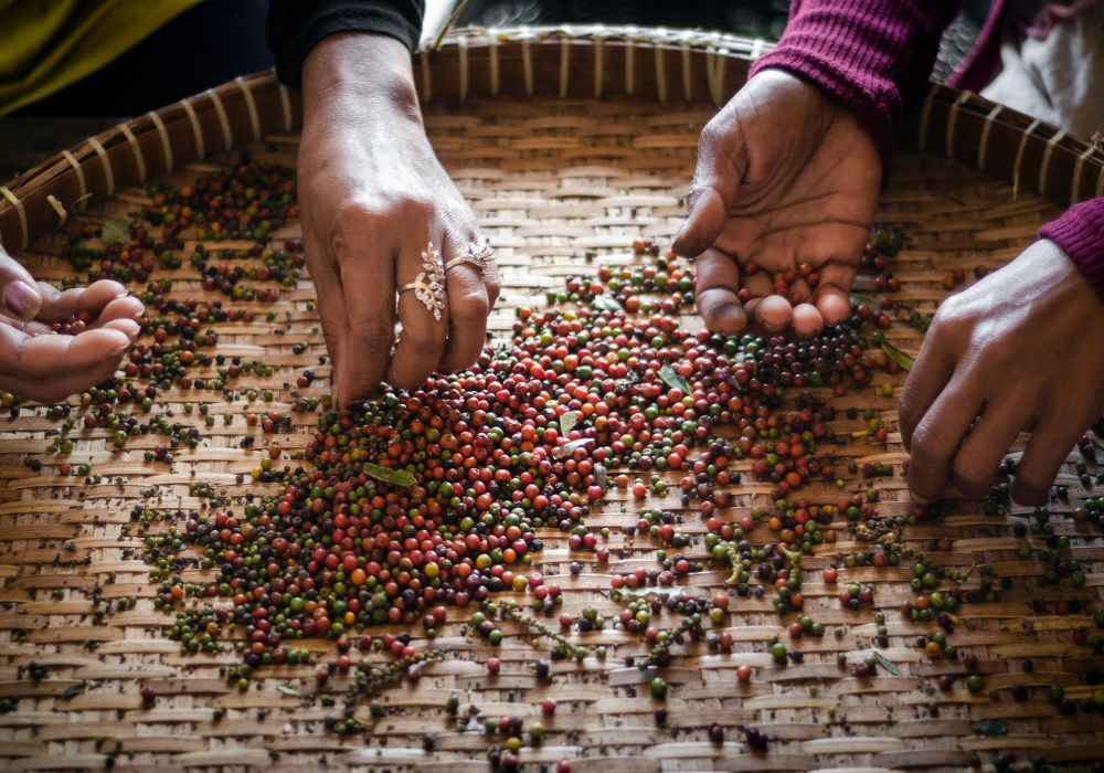 kampot pepper farm (11)