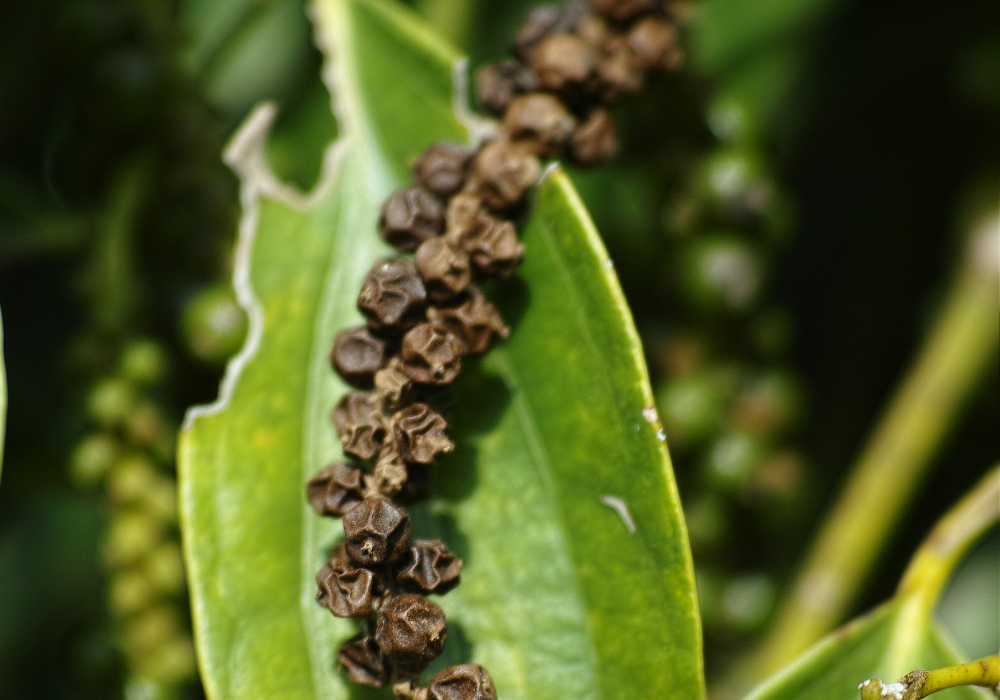 kampot pepper farm (12)