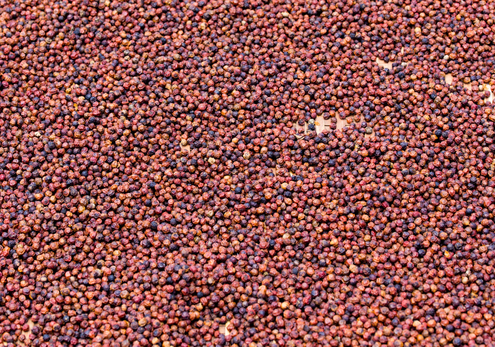 kampot pepper farm (13)