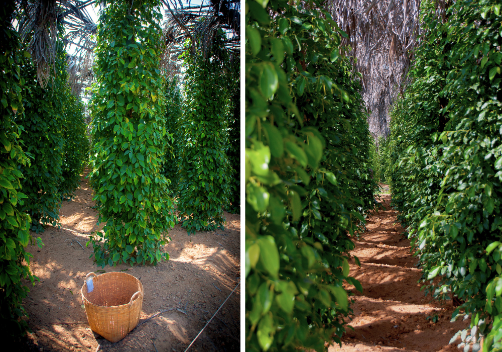 kampot pepper farm (2)