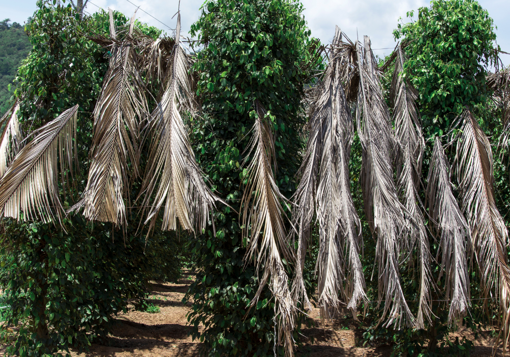 kampot pepper farm (3)