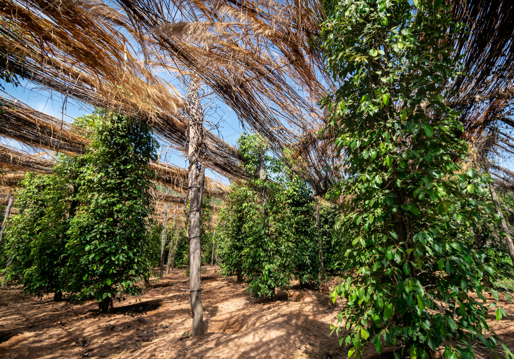 kampot pepper farm (4)