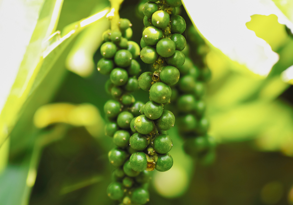 kampot pepper farm (6)