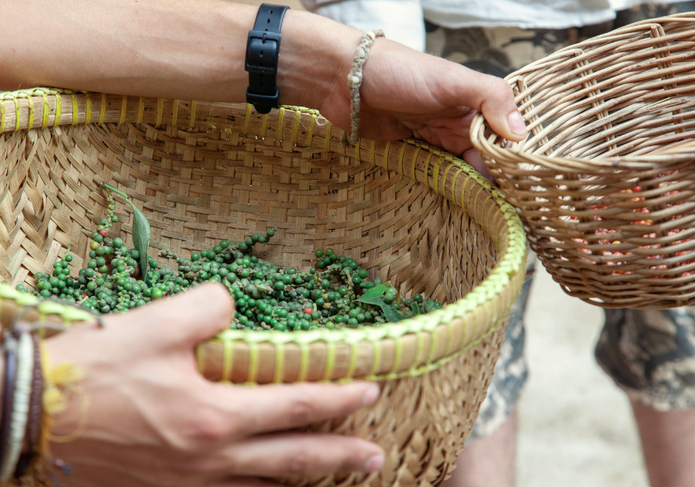 kampot pepper farm (7)