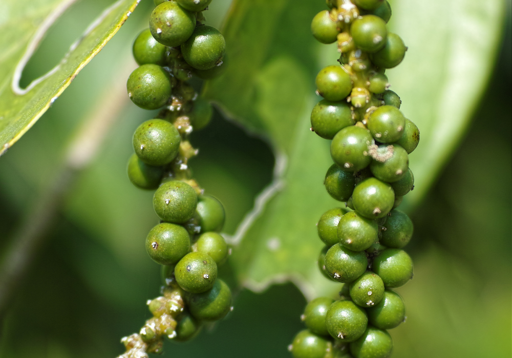 kampot pepper farm (8)