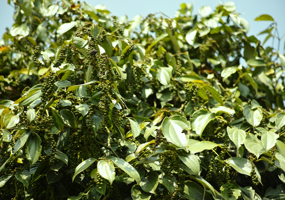 kampot pepper farm (9)