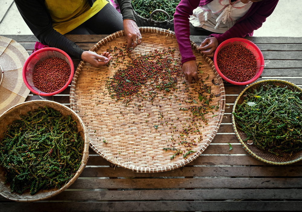 kampot pepper farm