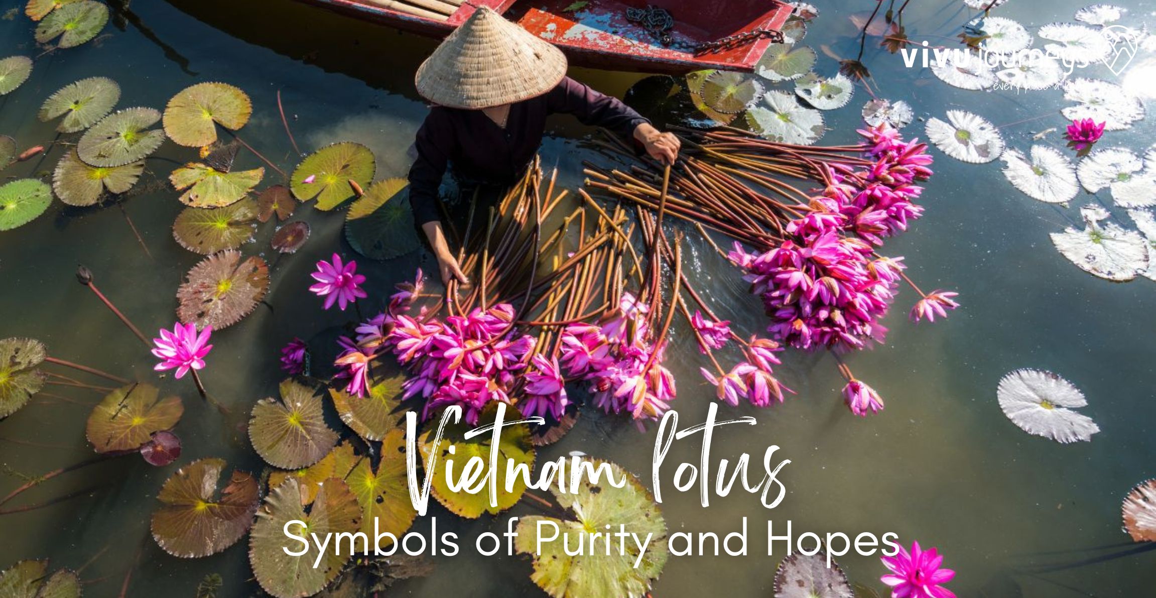 Vietnam lotus