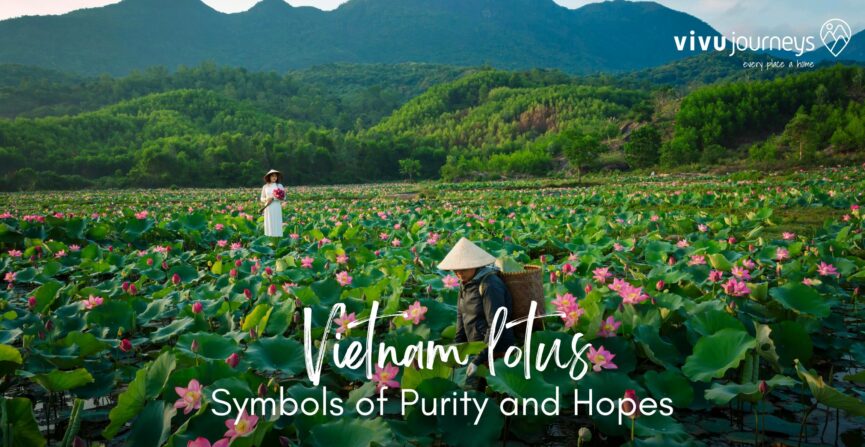 Vietnam Lotus: The Flower of Purity and Grace