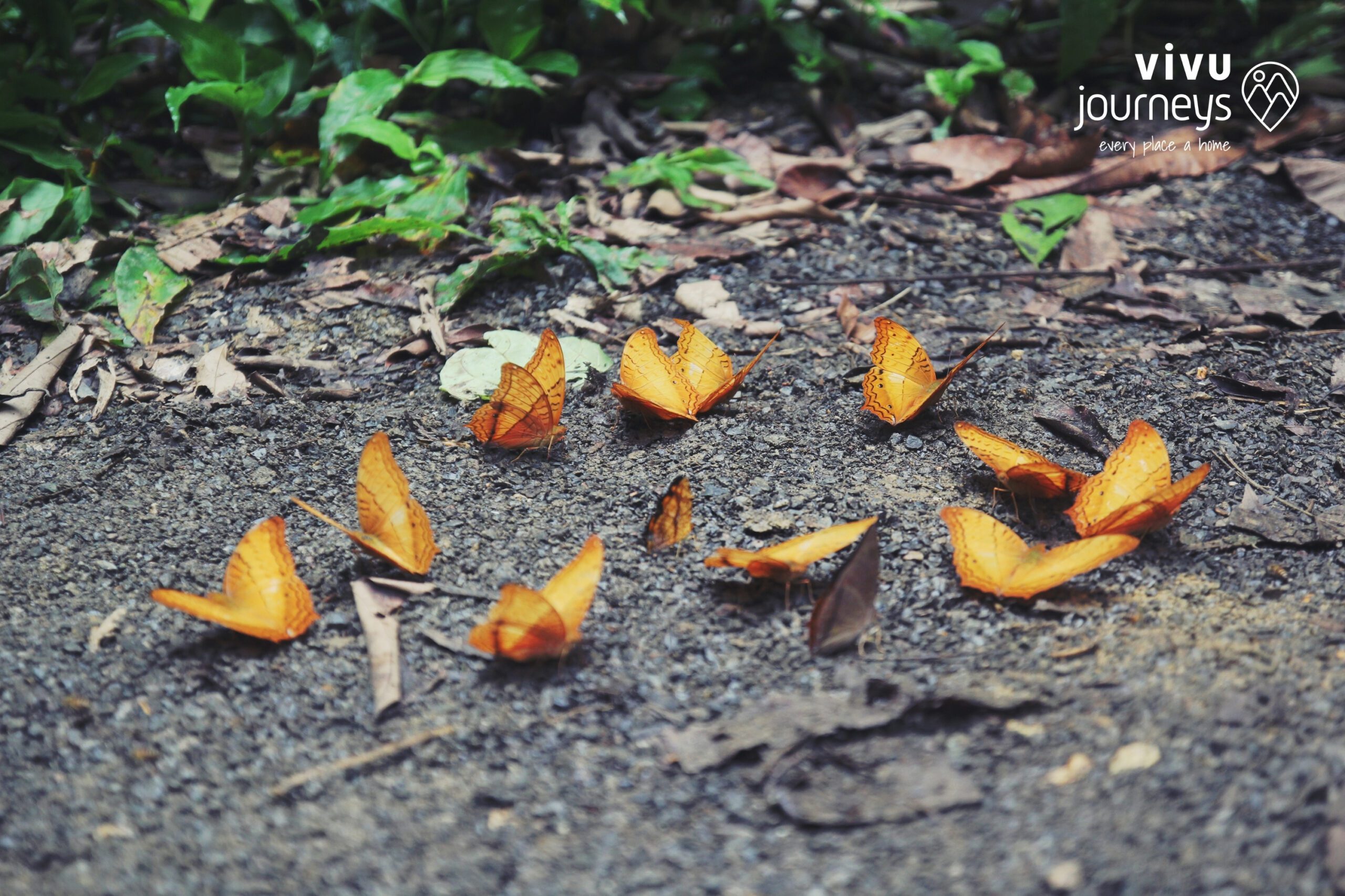 Authentic Adventures