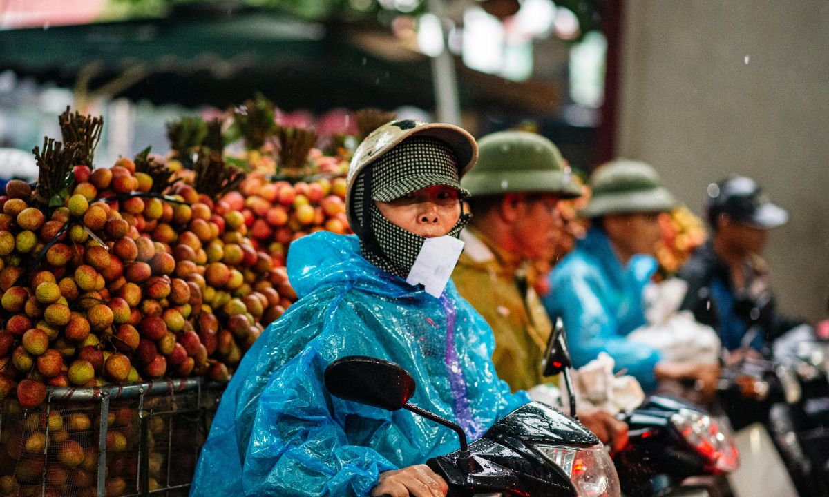 Harvest season in the rain