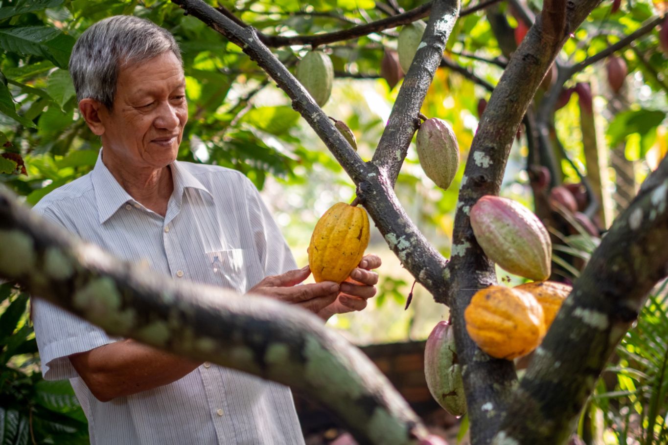 mr.lau cacao farm