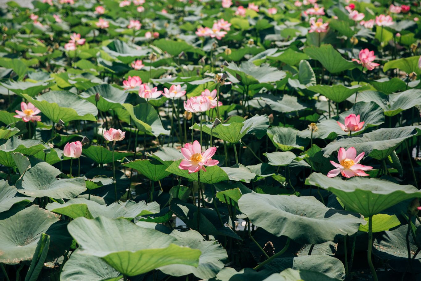 vietnam lotus