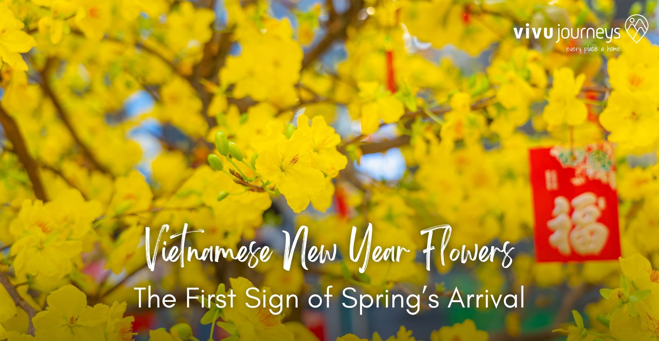 Vietnamese New Year Flowers: The First Sign of Spring’s Arrival