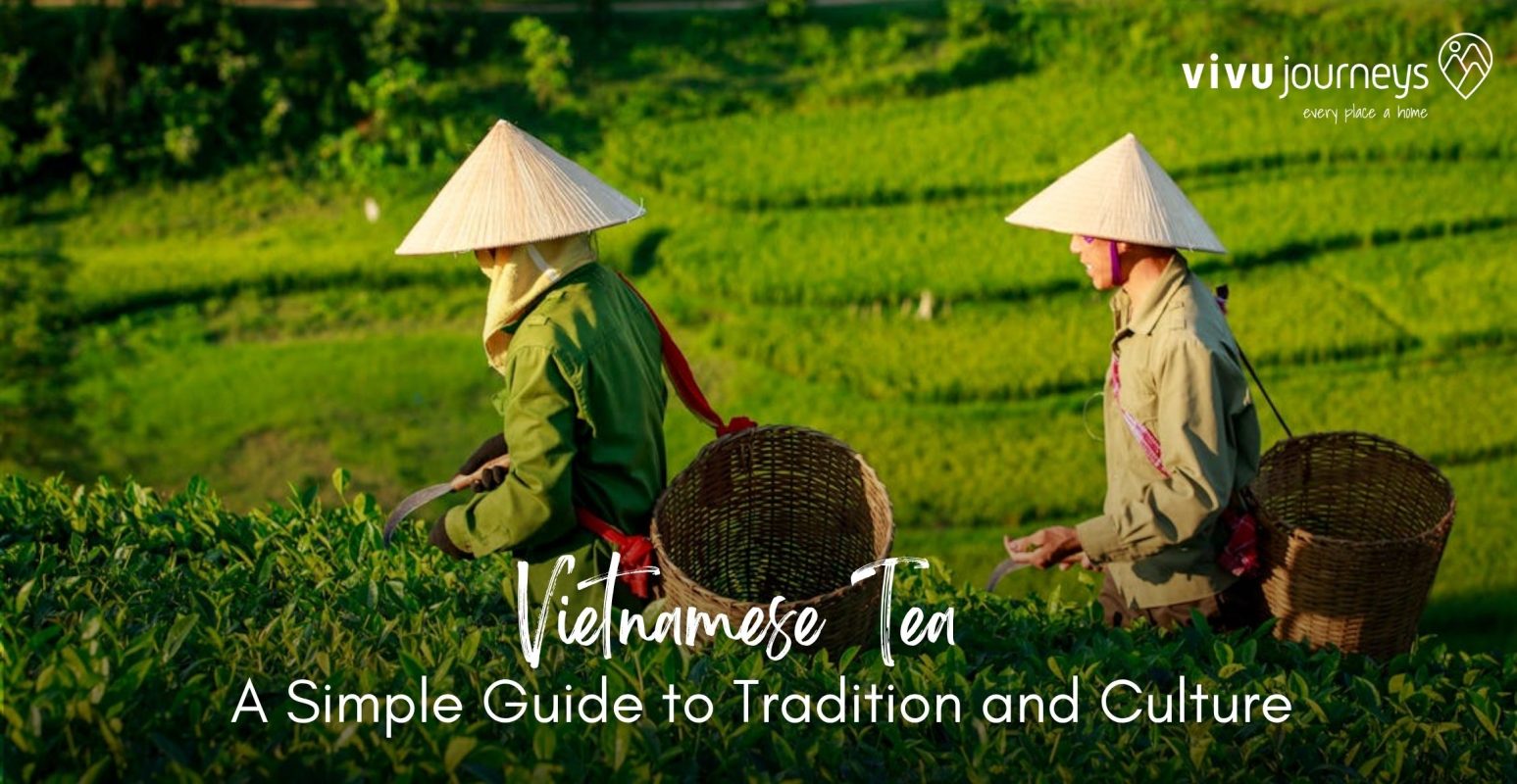 Vietnamese tea field