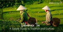 Vietnamese tea field