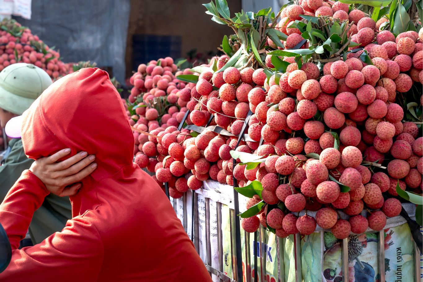 seasonal lychee sold at local markets in Southeast Asia
