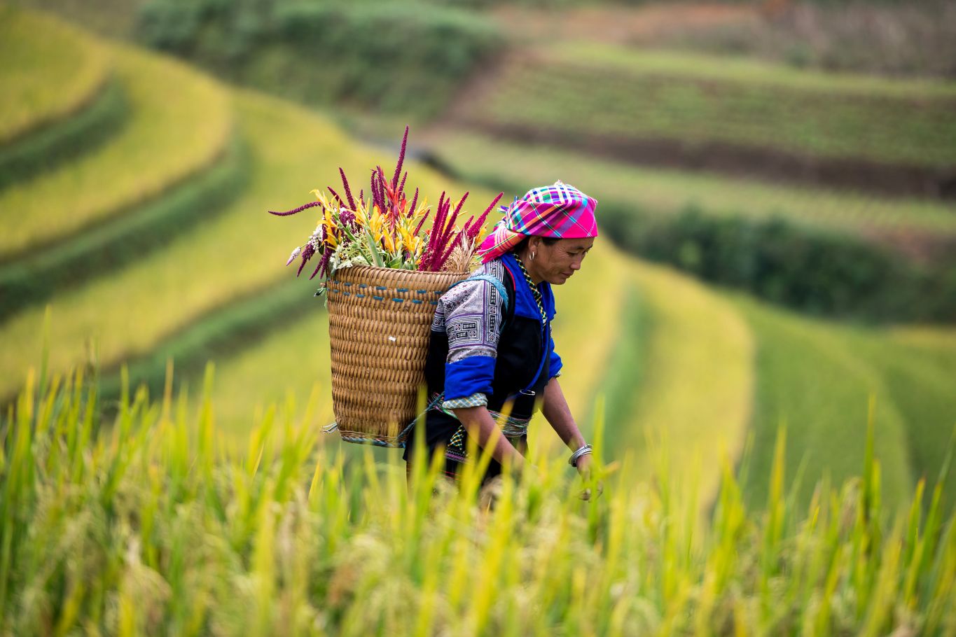A local woman walks through the lush terraced rice fields of Sa Pa.