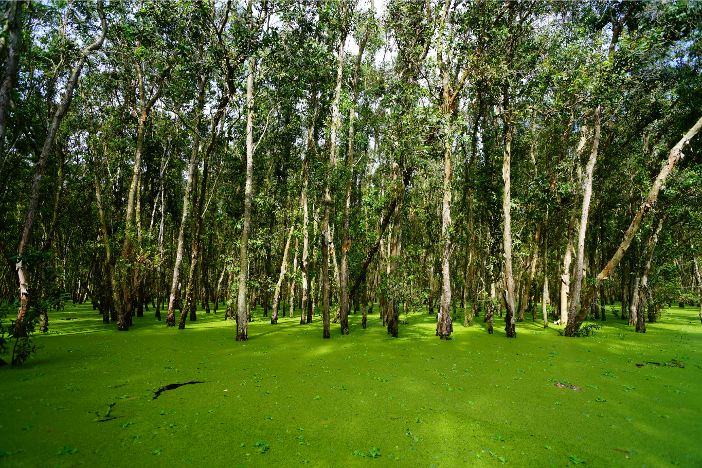 Tra Su cajuput forest wetlands 