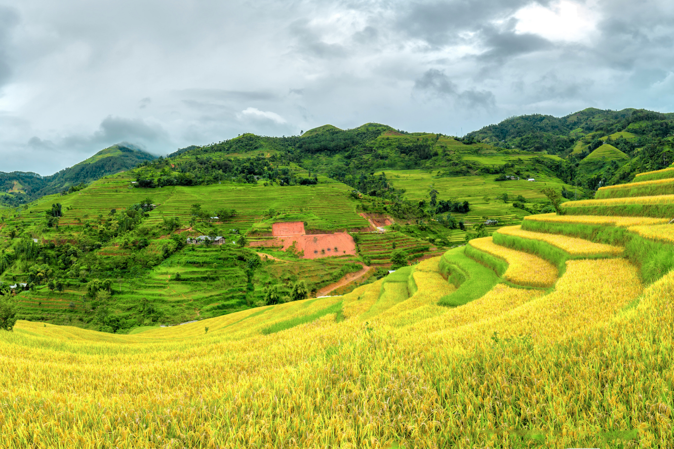 The rice terraces of North Vietnam