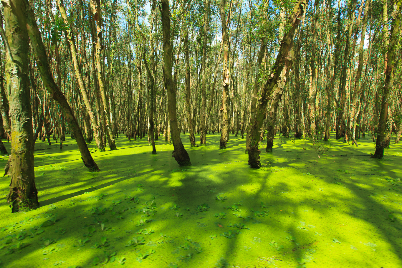 Lush wetlands and cajuput forest in the Mekong Delta region.