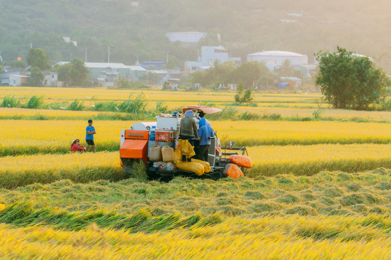 Vietnam Cultural Experiences: Rice harvesting