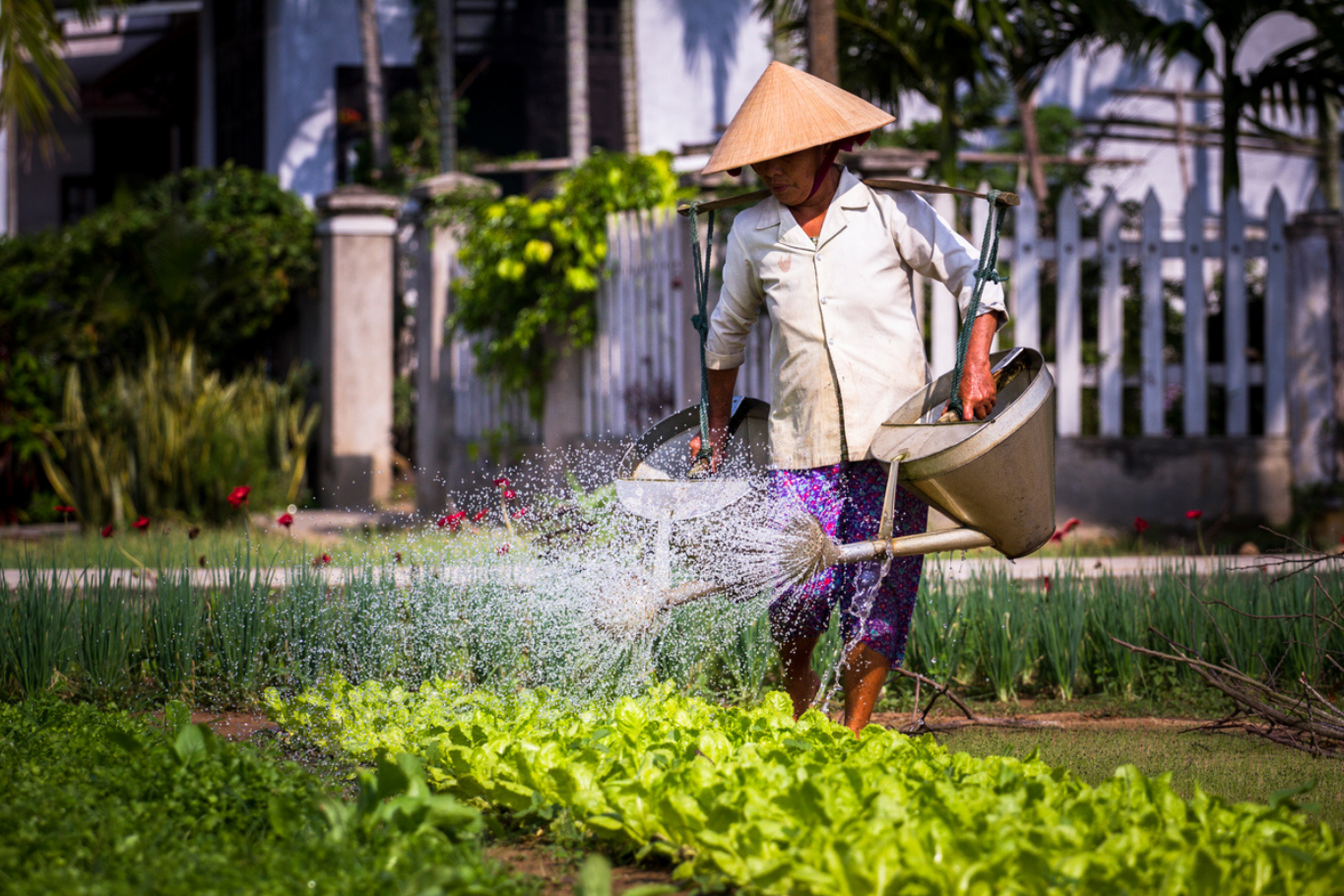 Local in Tra Que Vegetable Farm