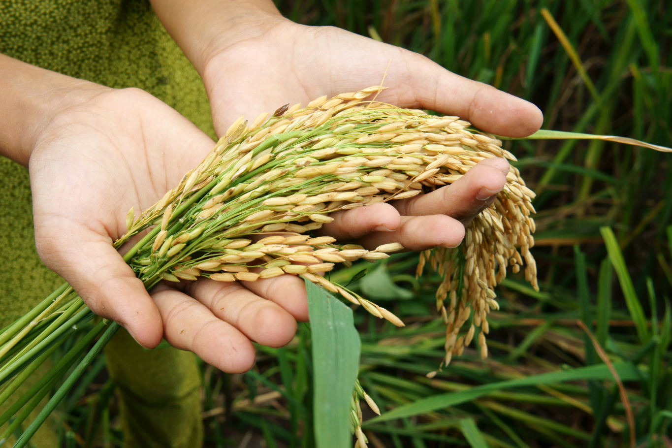 Market-to-Table Experience - Fresh Rice
