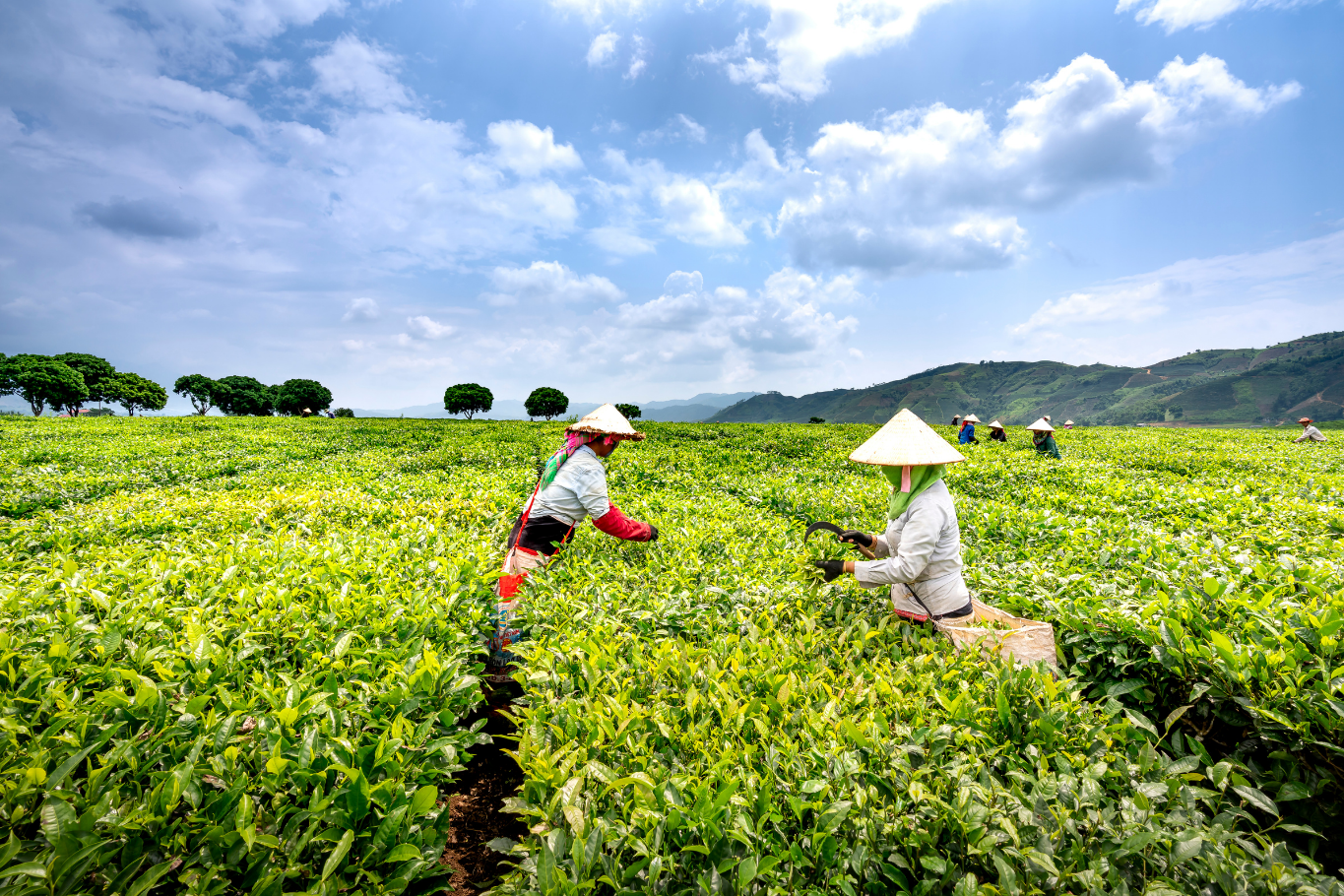 Southeast Asia Travel - Tea picking