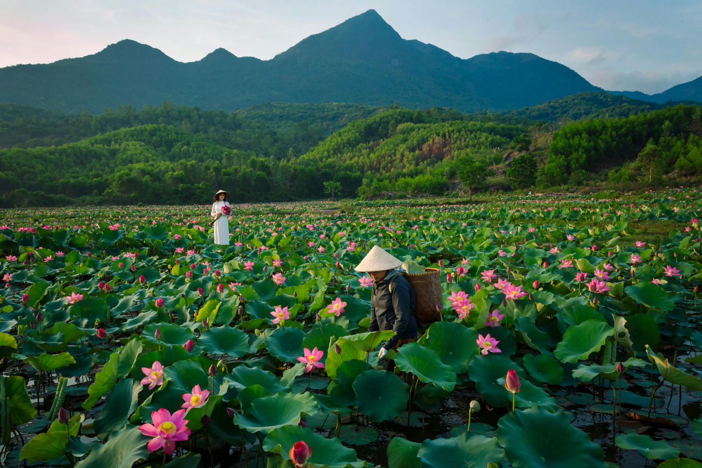 Vietnam and Laos: Lotus field