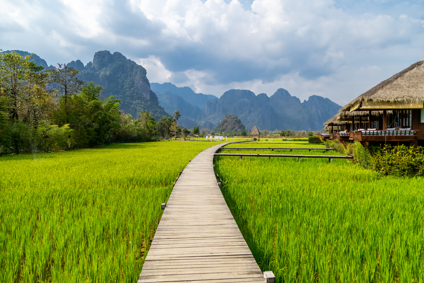 Vietnam and Laos: Laos ricefield