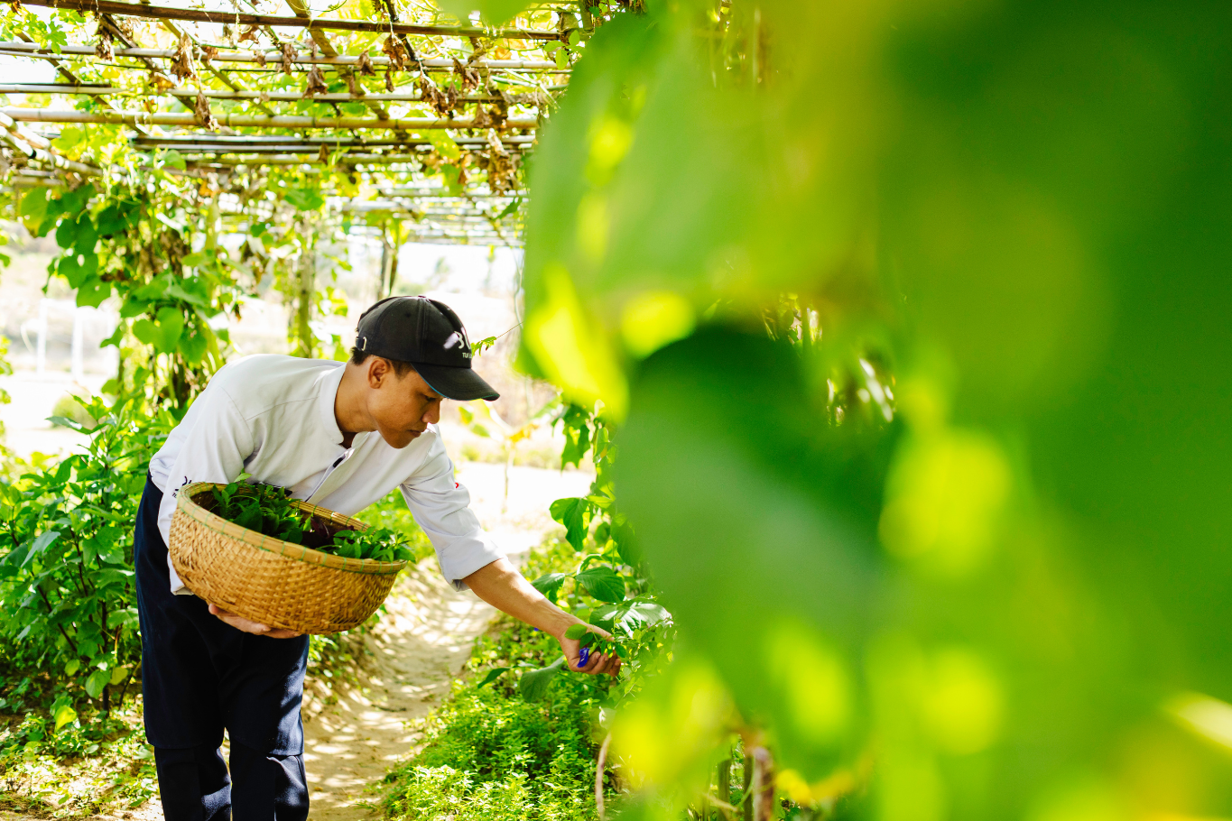 Wellness Exprience in Vietnam - Farm to table