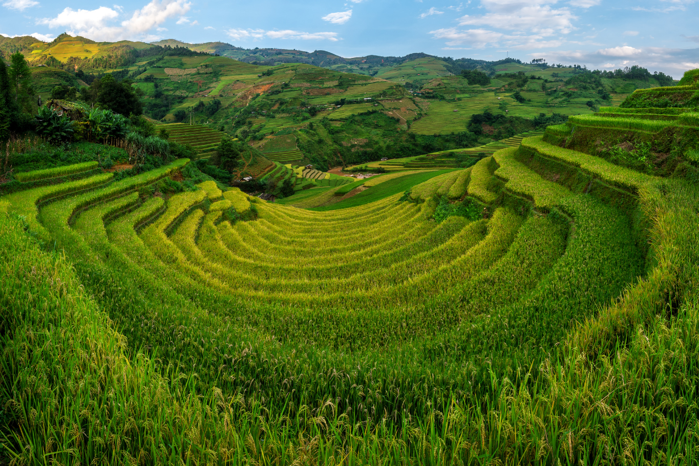 Lush green terraced rice fields cascading down mountains in Northern Vietnam