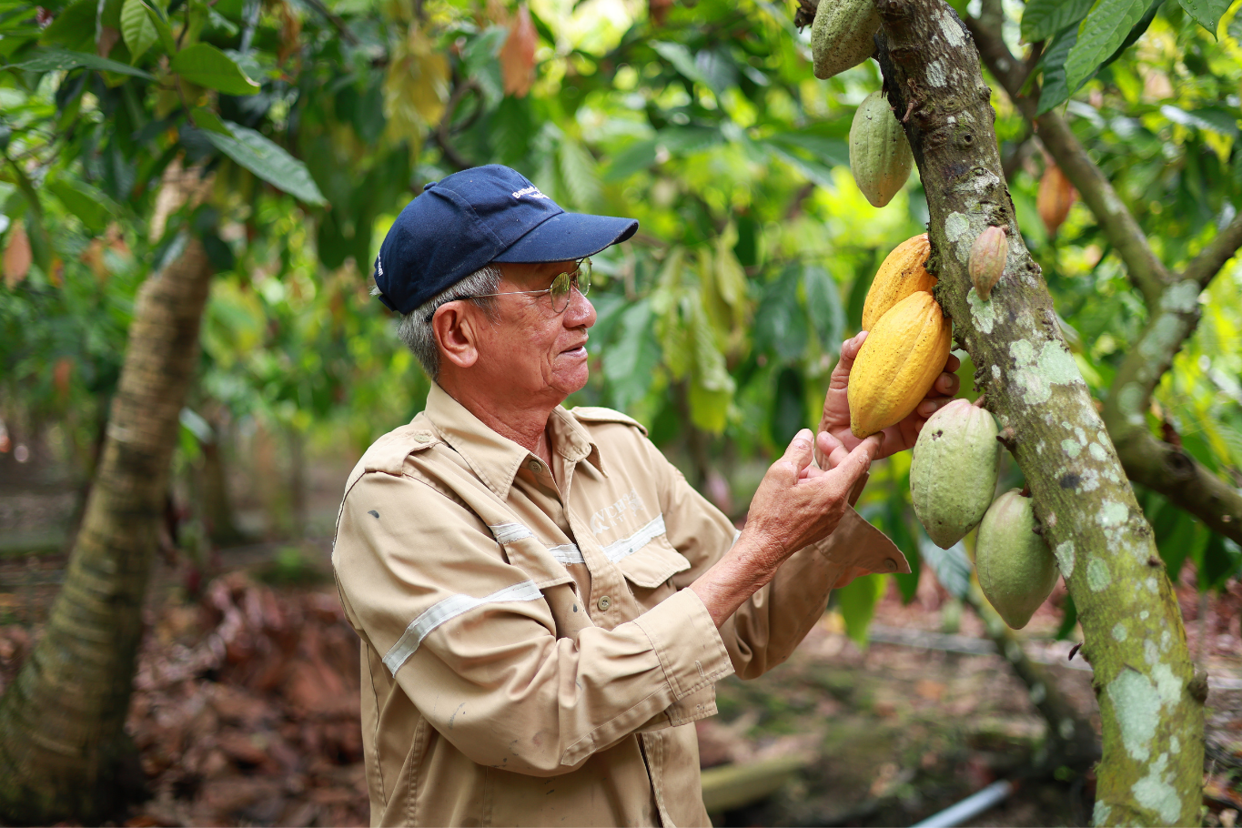 Local legends in the Mekong Delta - Cacao Farm