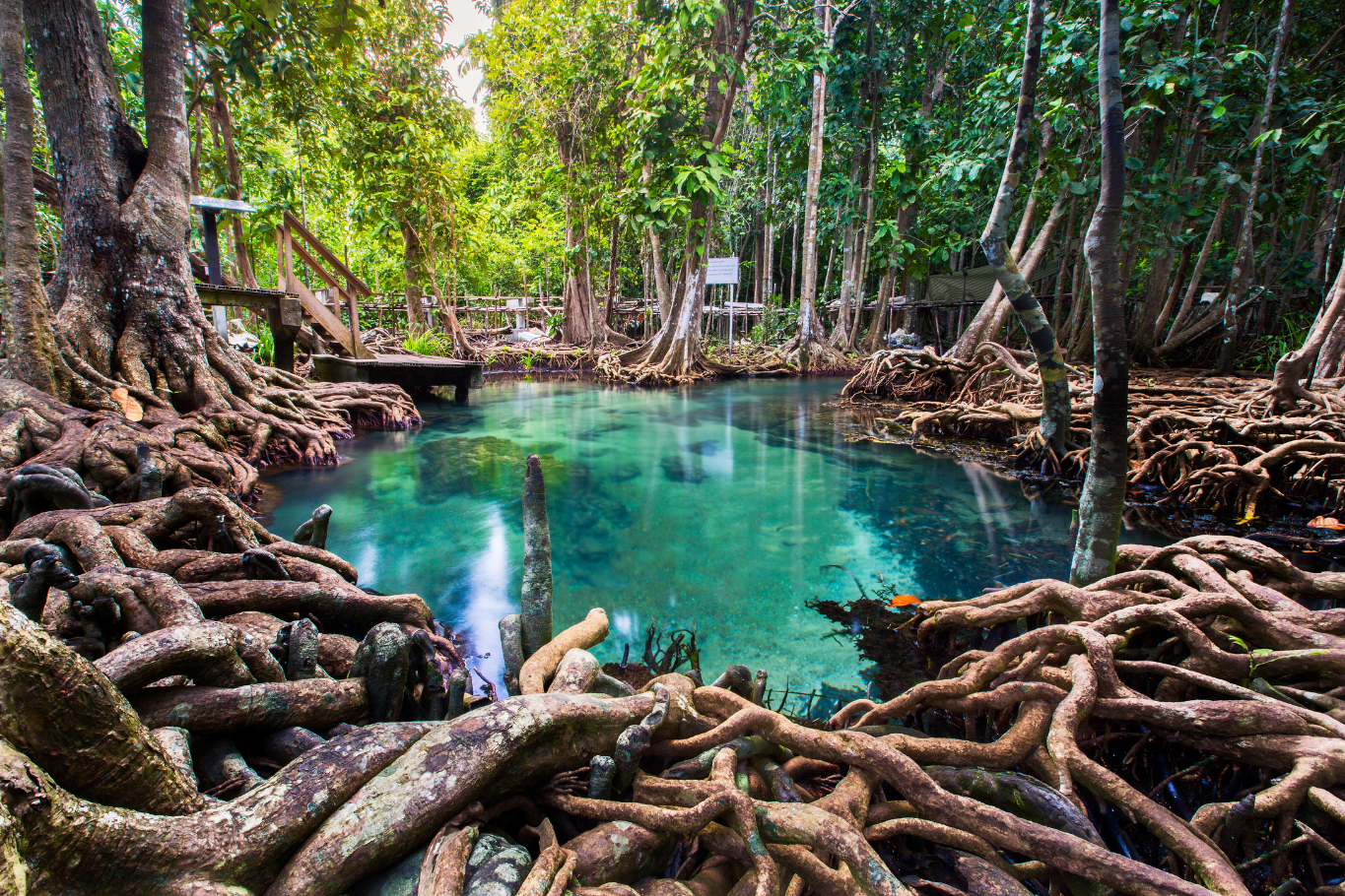 Lush mangrove forest showcasing nature during Thailand beach escapes