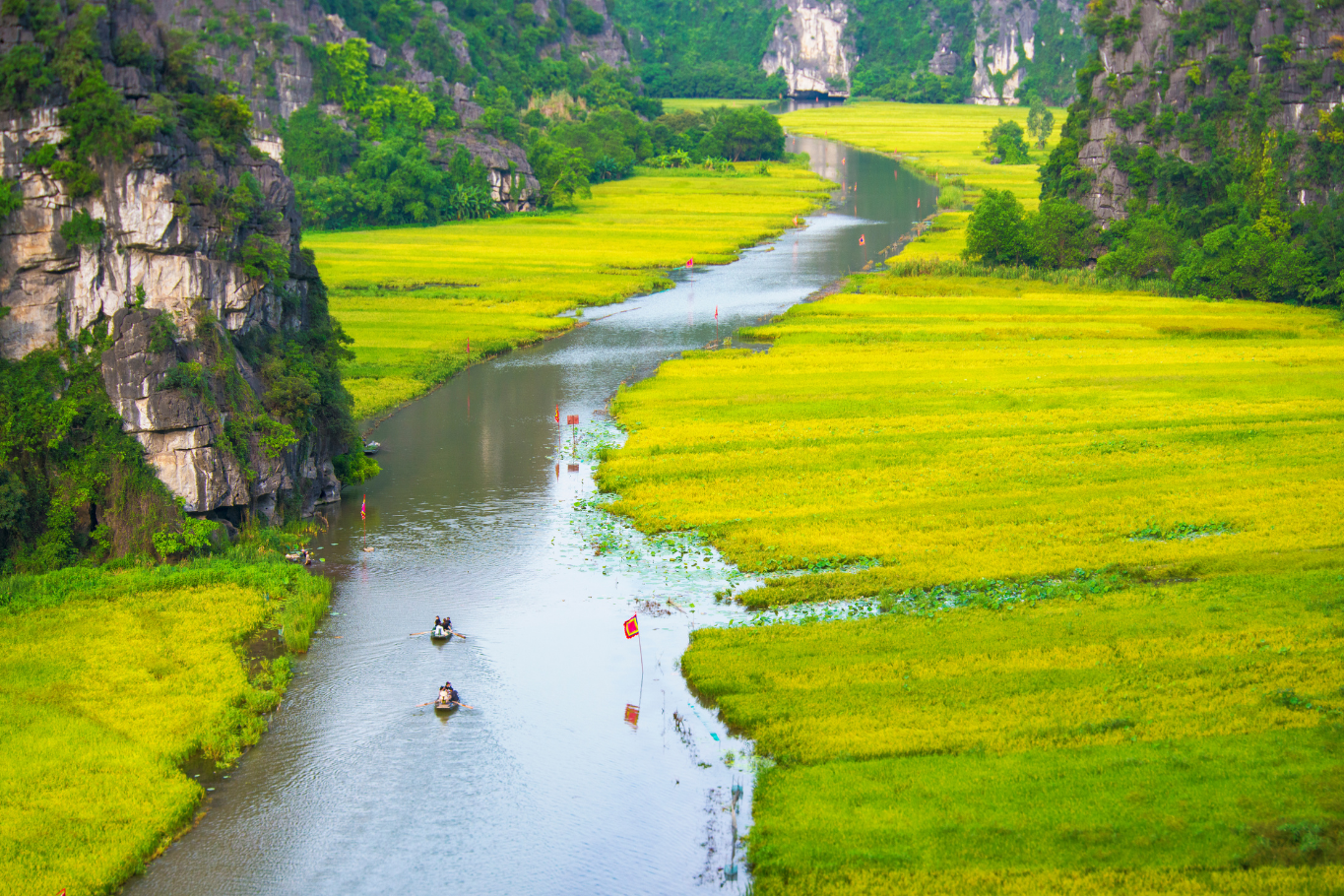 Scenic river winding through lush yellow rice fields and limestone mountains in Ninh Binh Vietnam.