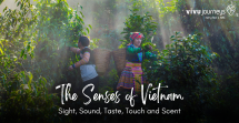 The Senses of Vietnam