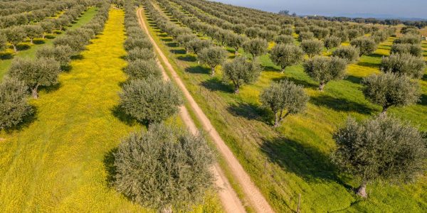 Alentejo-Olive-Oil-Tasting