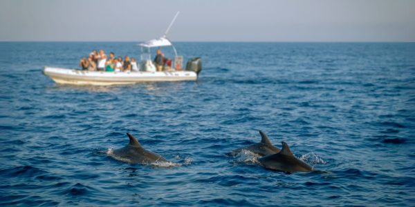 Dolphin-Watch-Cruise-in-Arrabida