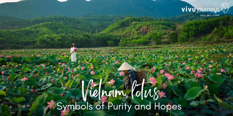 Vietnam Lotus