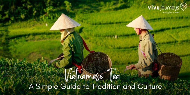 Vietnamese tea field