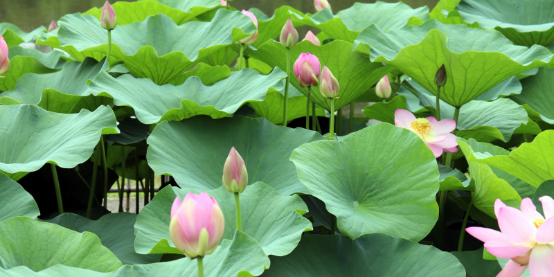 WP Blog Banner (1)