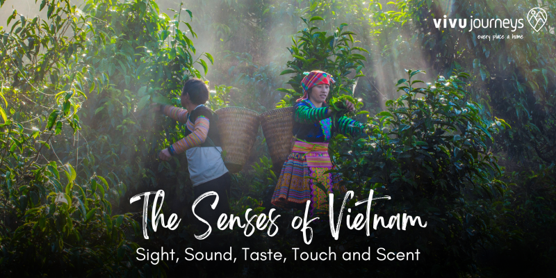 The Senses of Vietnam